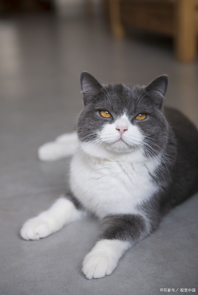 为啥英短蓝白猫爱盯着你看?是因为你漂亮吗?