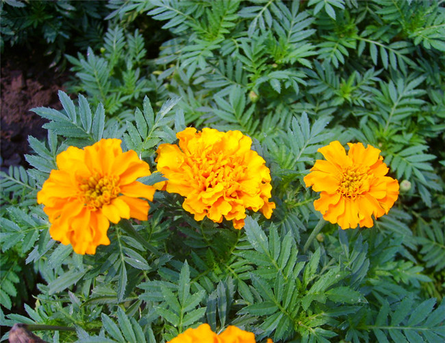 出自于贵州的草药,可以治疗小儿的百日咳,呼吸道感染