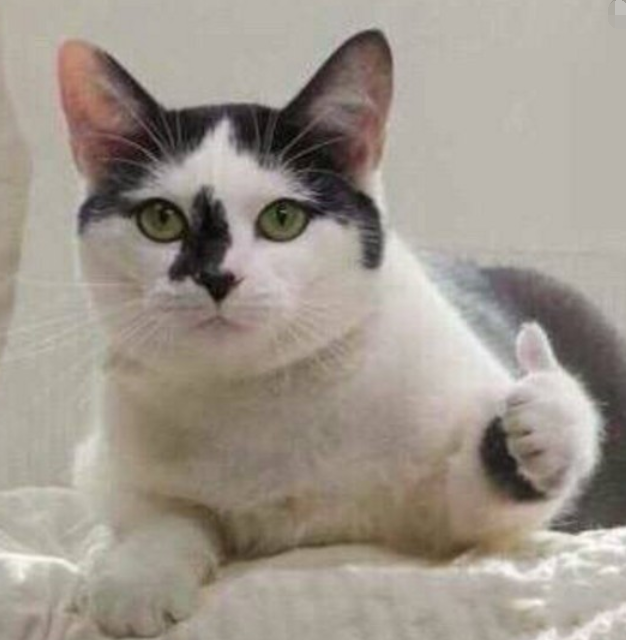 是一只表情平静的再向铲屎官表达赞赏猫咪,它竖起了自己的大拇指