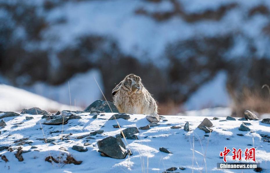 甘肃盐池湾保护区生态趋好 野生动物频繁"入镜"