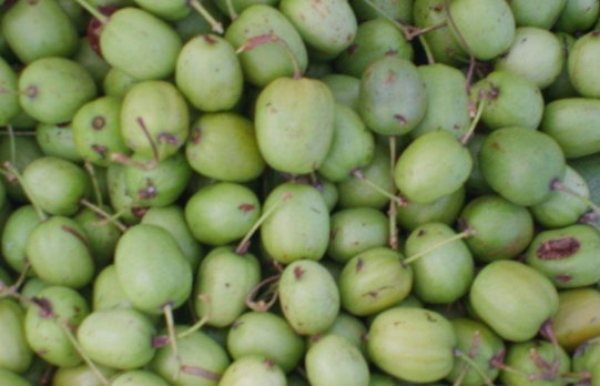 农村的这种野果和红枣很像,如今却很珍贵,遇到就要好好珍惜