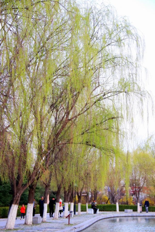 《枝上柳绵吹又少,天涯何处无芳草》春来了《生机无限》