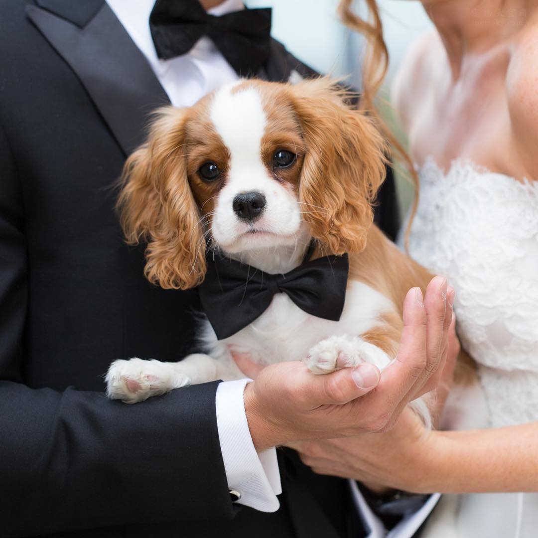 分享一些漂亮的可卡犬照片,有没有你喜欢的一张?