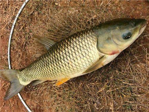 春钓草鱼的时候,在饵料中加一些"它",诱鱼效果更好