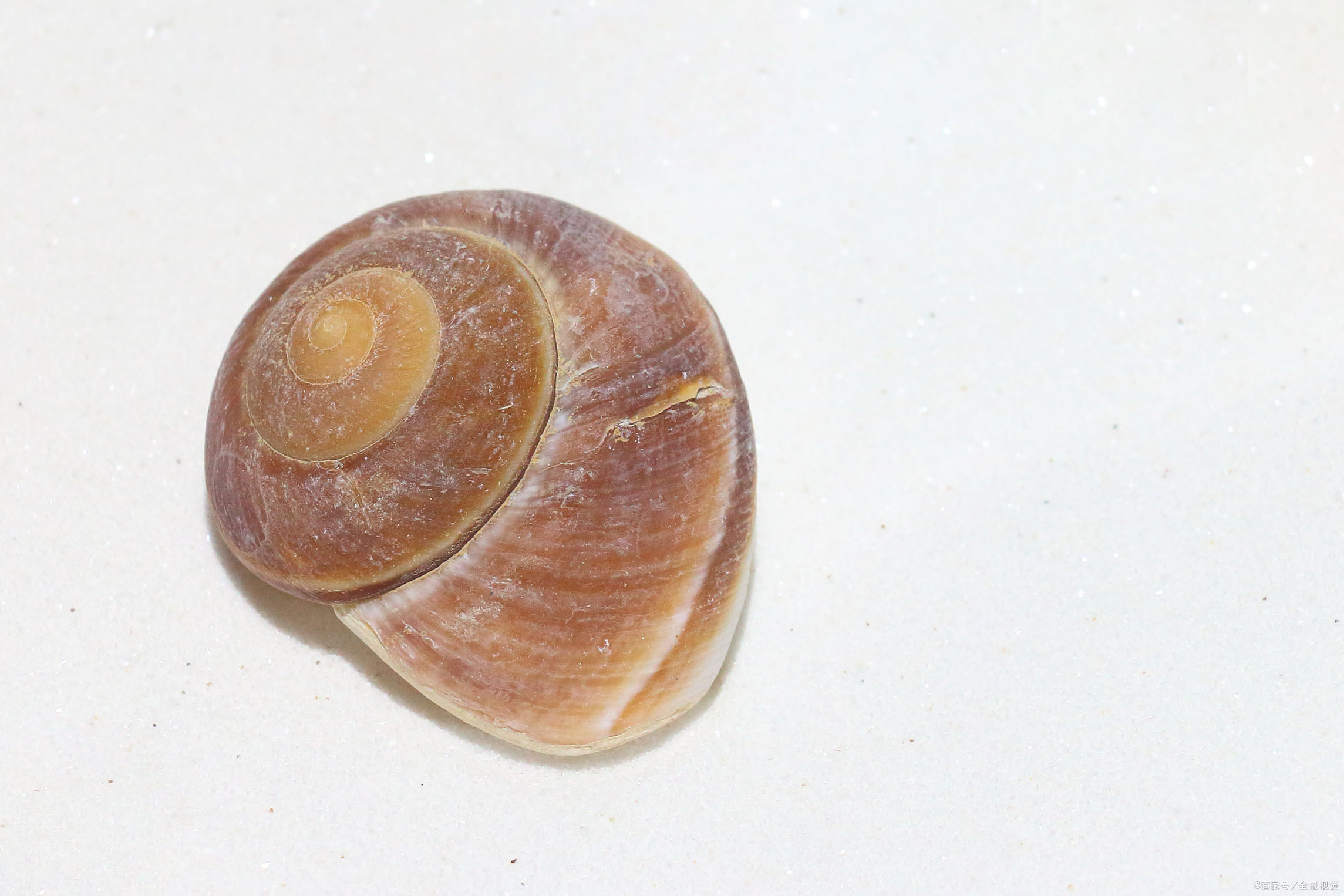 螺很多人顾虑囊螺会不会跟孔雀鱼争夺氧气?