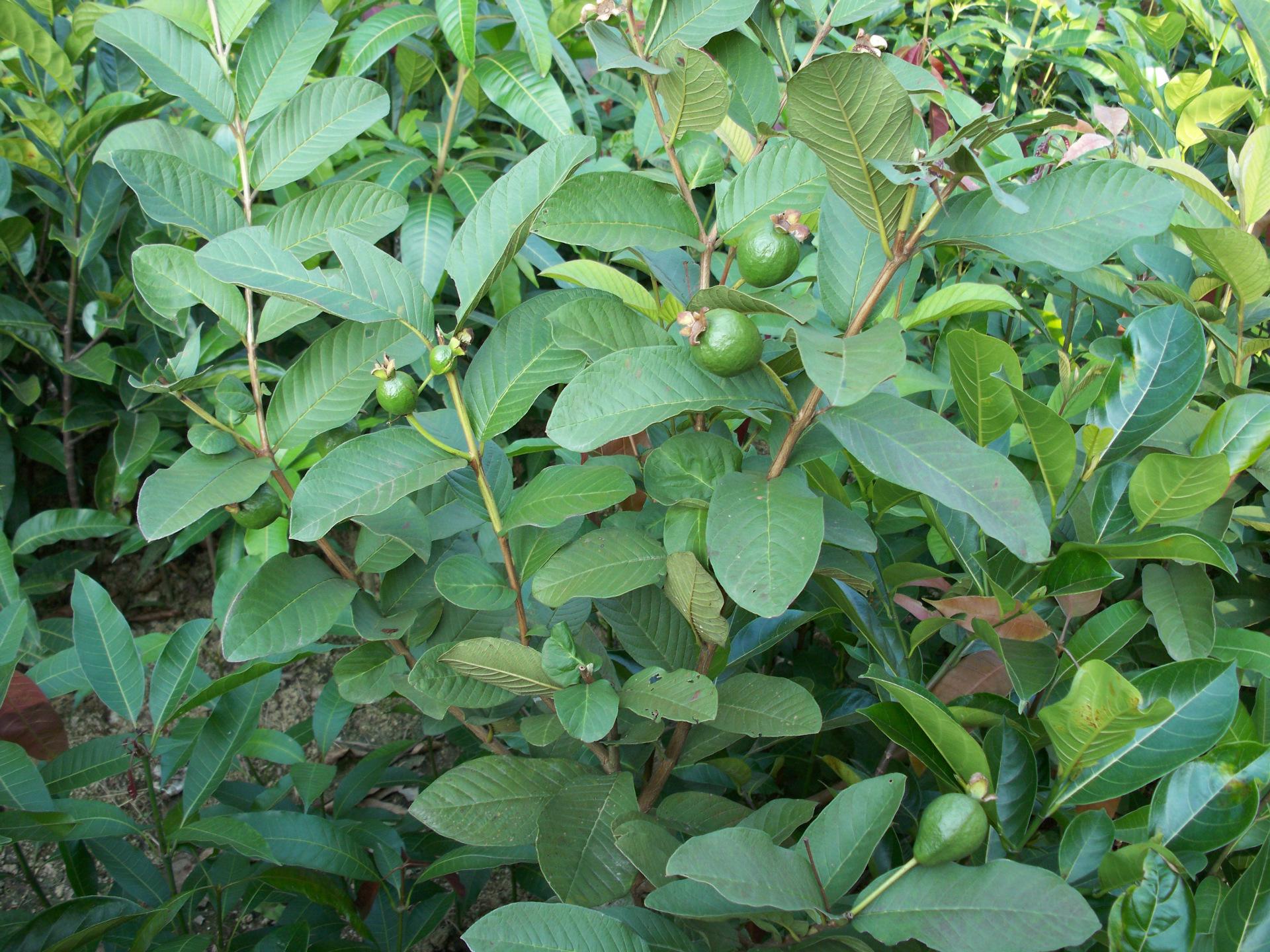 胭脂红番石榴,原来是这样种植的,不看不知道