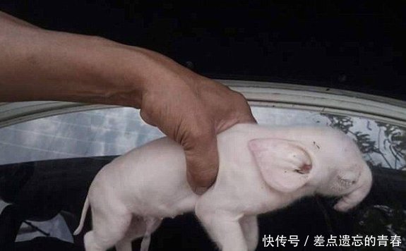 母猪深夜产崽后,大叔回屋睡觉,结果第二天却请来兽医专家