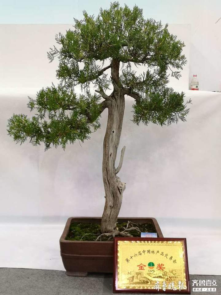 中国林产品交易会上,新泰"青未了"送展9盆盆景全获金奖!