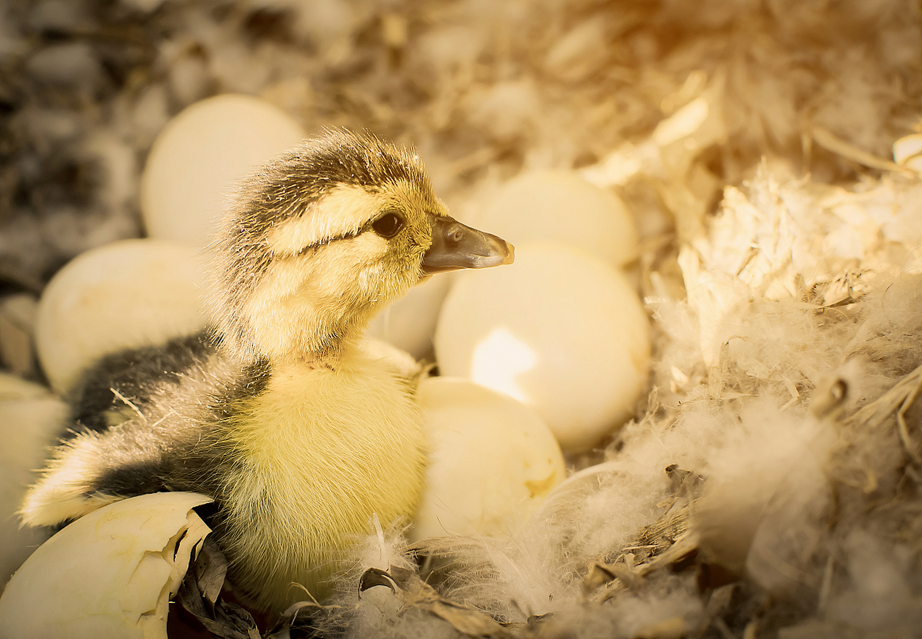 很多出生不久就会跑的动物都有这种行为. 这种行为被称为印随行为.