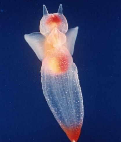 2.玻璃章鱼:生活在热带海域如幽灵一般的章鱼.