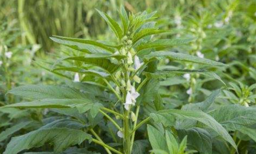 剥好的苎麻皮根据质量的高低,几十元一斤,价格一般在20元到40元不等