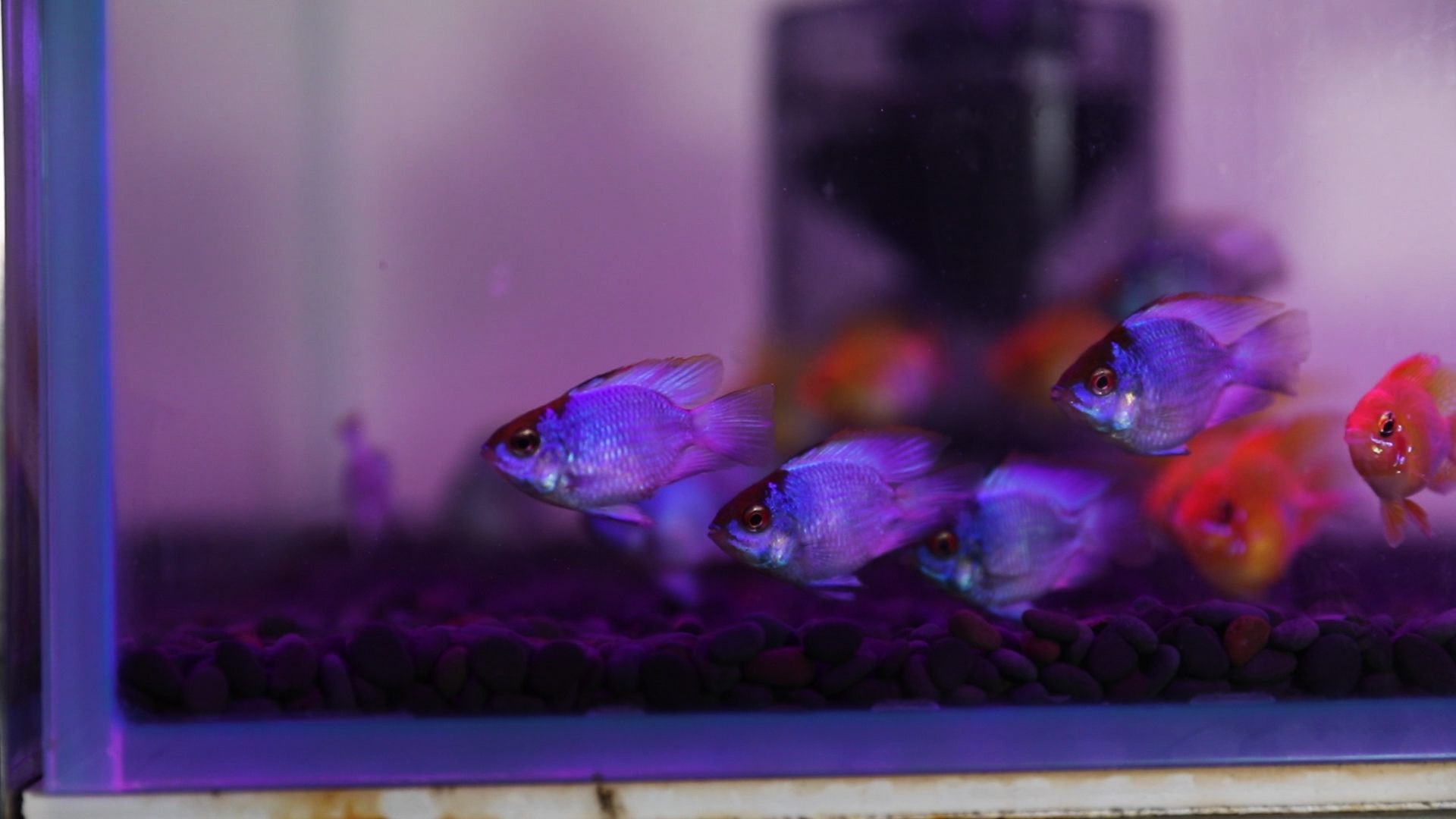 资深观赏鱼玩家为你讲述——宝蓝凤凰阿凡达的饲养与繁殖!