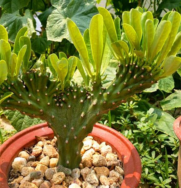 麒麟掌养护,做好75"字",生长速度快,一年长出一大截