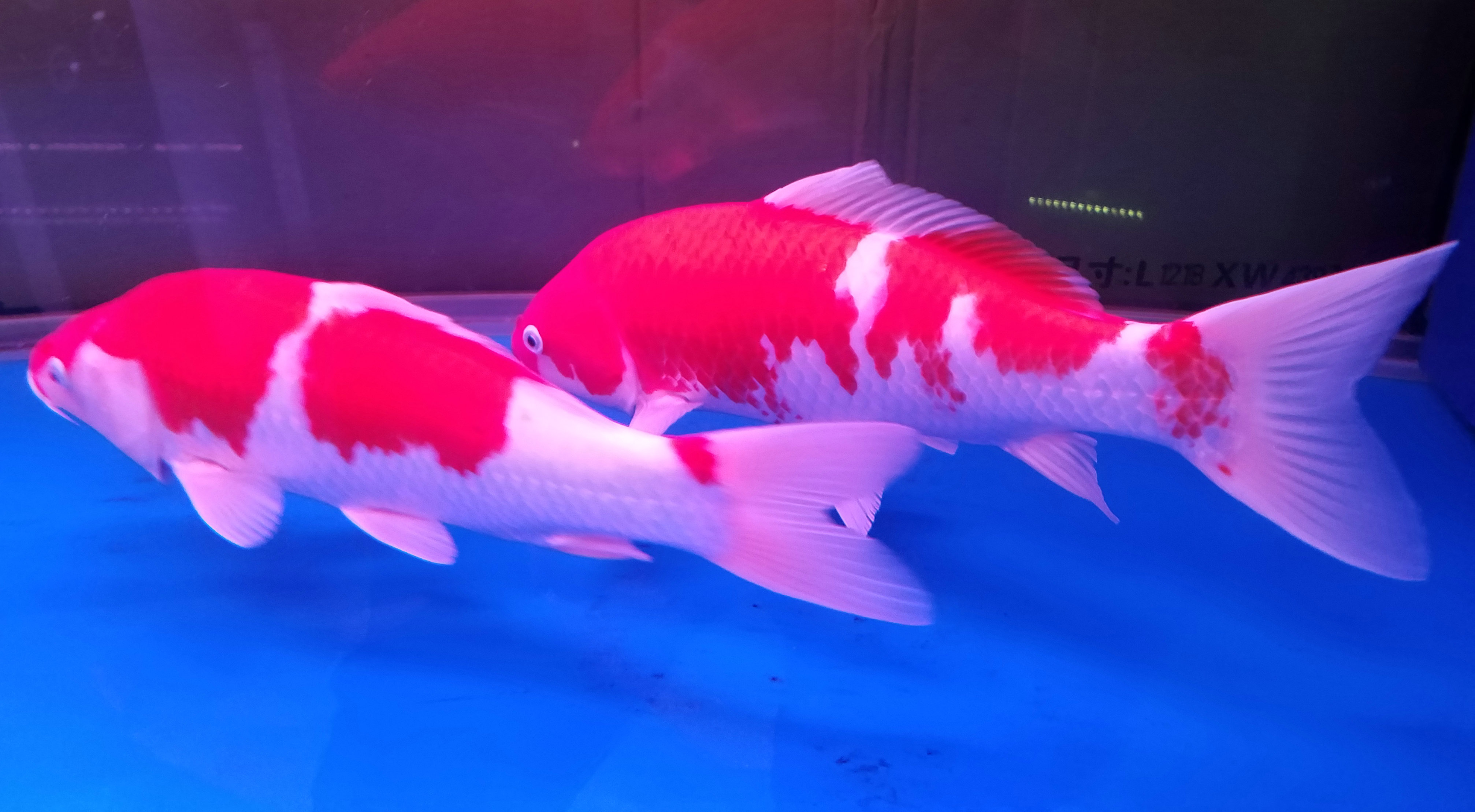 红鲫鱼和锦鲤的区别,哪个好养