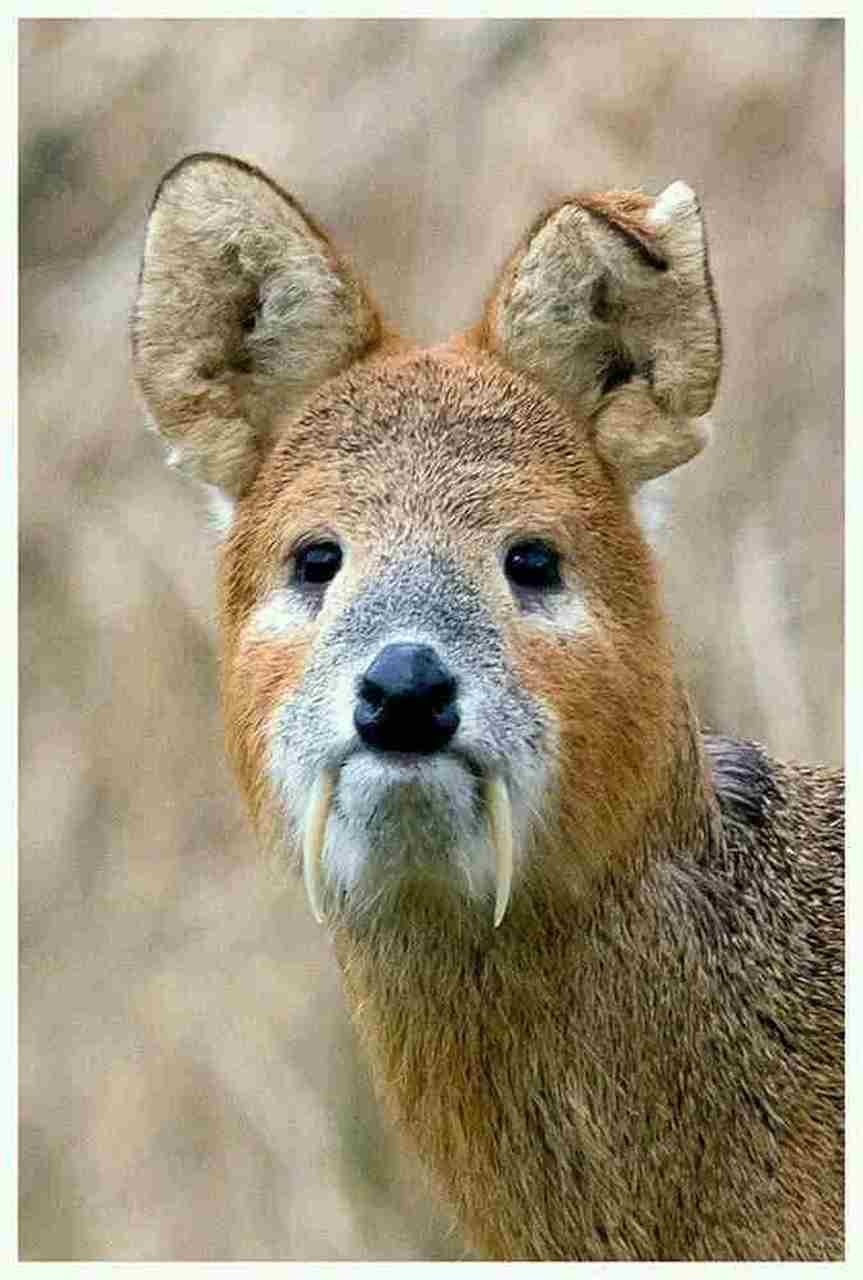 克什米尔麝香鹿,是偶蹄目鹿科的小型鹿种.公鹿高60厘米,长有向下弯曲