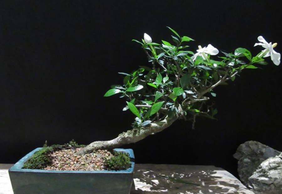 山栀子的盆景制作,做好采挖和养护,今年赏花没问题