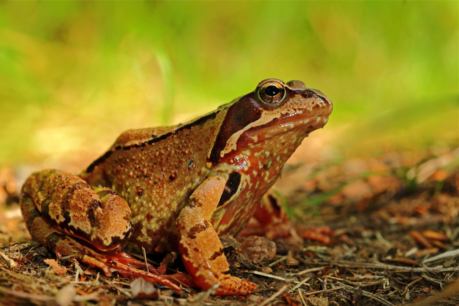 2019年在农村人工养殖林蛙需要知道哪些?你知道吗?