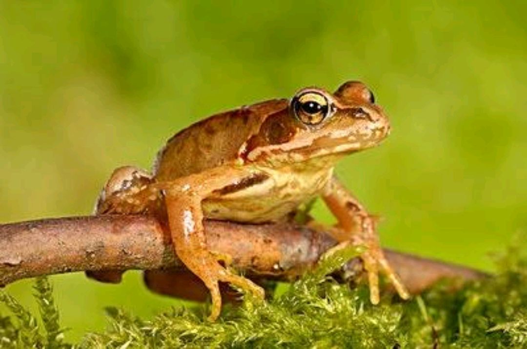 疫情之后,东北林蛙应该被禁食吗?