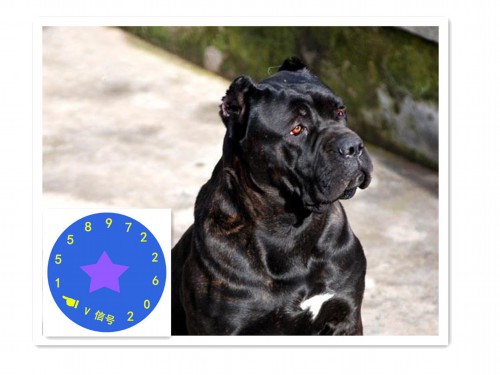 卡斯罗犬价格卡斯罗犬训练方法