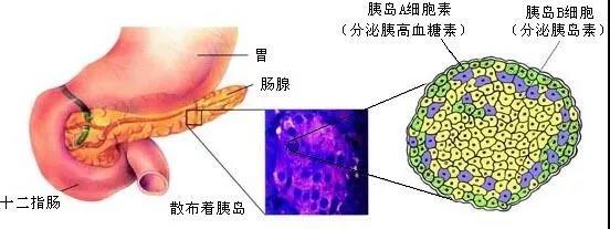 依安诺海参肽:糖尿病人!不想终身吃药,看这一篇就够了