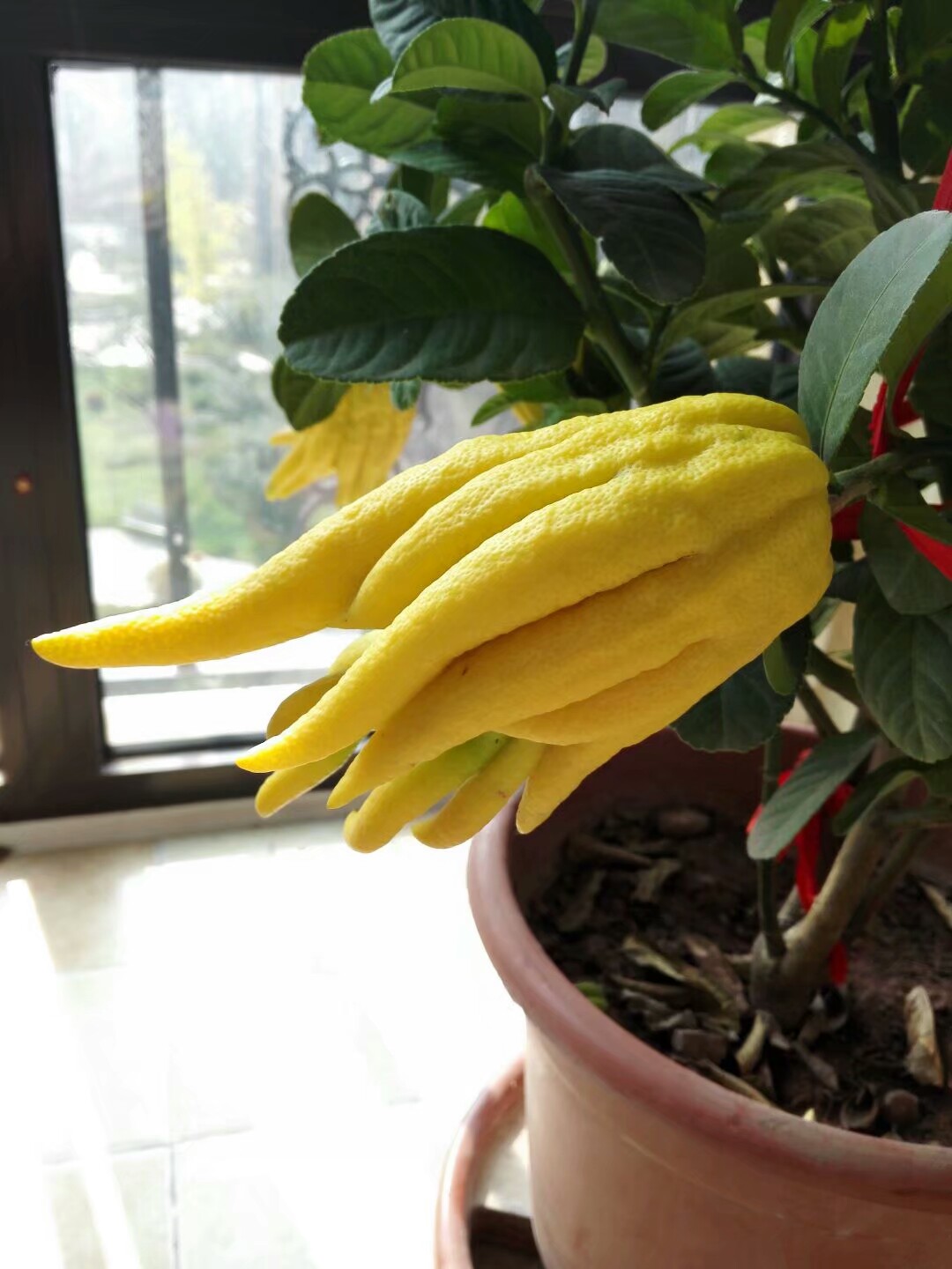 秋赏惟妙惟肖金佛手