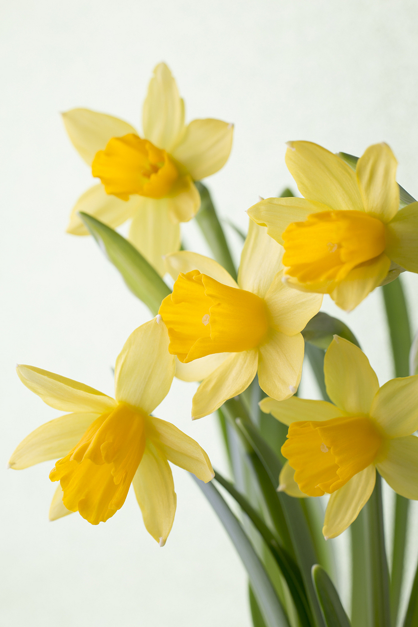 黄水仙开花,亦有一种风韵.