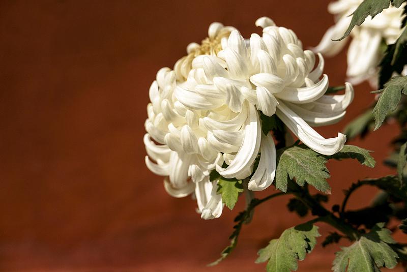 中药材食用菊,药食2用,人工栽培技术简单