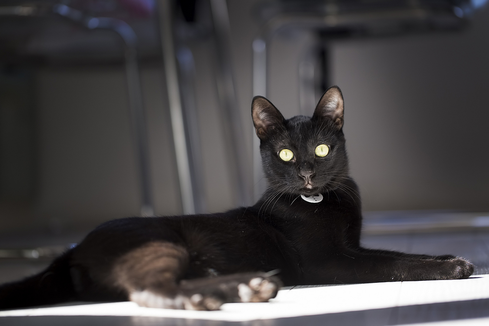 孟买猫是由缅甸猫和美国短毛猫杂交培育而成,以黑色毛发和匀称体型为