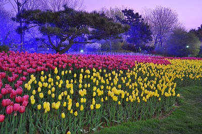 山東省日照市植物園,夜色下的鬱金香嬌豔動人,猶如睡美人一般