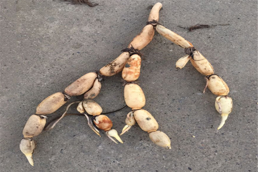 莲藕的下部是否有长出新嫩芽,并且嫩芽的旁边也会重新长出一些新的根