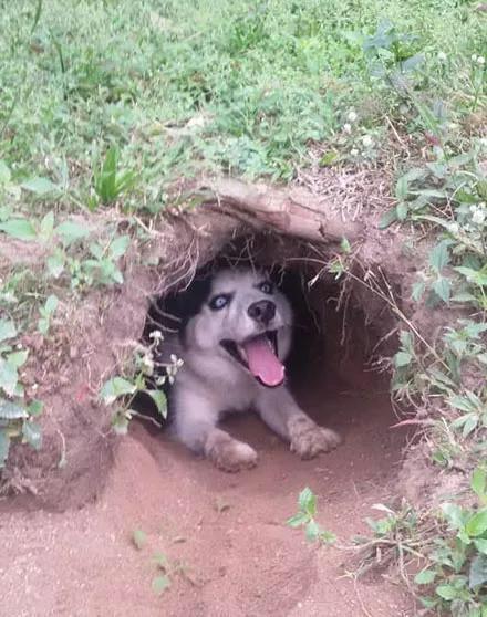 二哈回到农村成脱缰野马,半天不回来,主人找到它时哭笑不得!