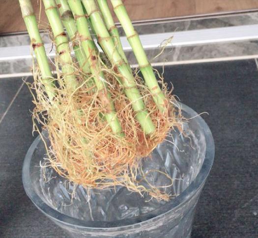 阿司匹林再好都不如它,瓶内只需放几块,富贵竹根须塞满花瓶