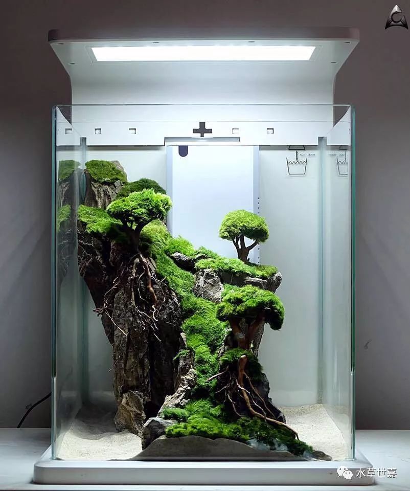 鱼缸里种棵树系列-苔藓缸