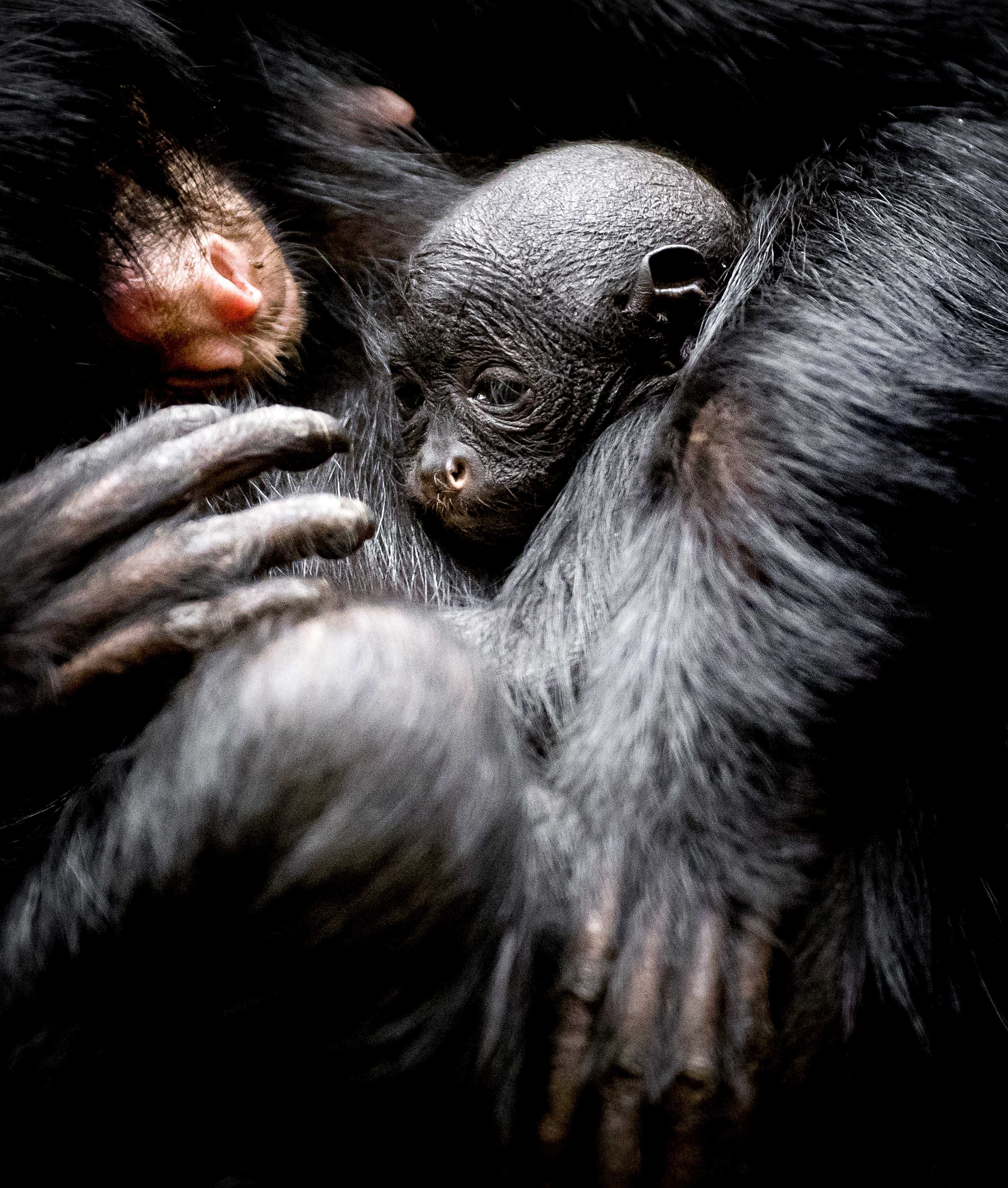 红脸蜘蛛猴幼崽(2)