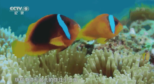 1,他们为了拍这部的纪录片,花4年走遍了整个