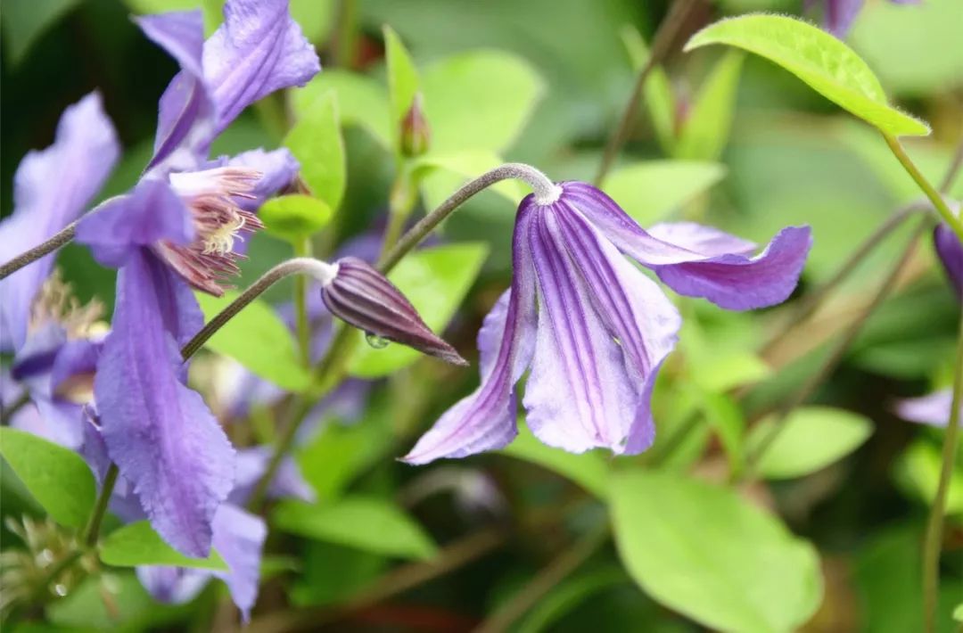 盛夏里开花的铁线莲——夏季风铃