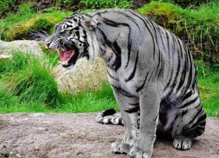 黑蓝虎,又称为紫彪儿,是流传在中国古代传说里的未知虎类,据说在现实