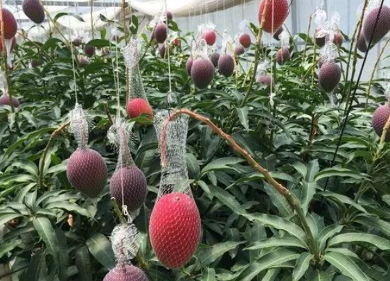 有"太阳蛋"之称的日本红芒果,一个6000元,吃货:贵在精致!