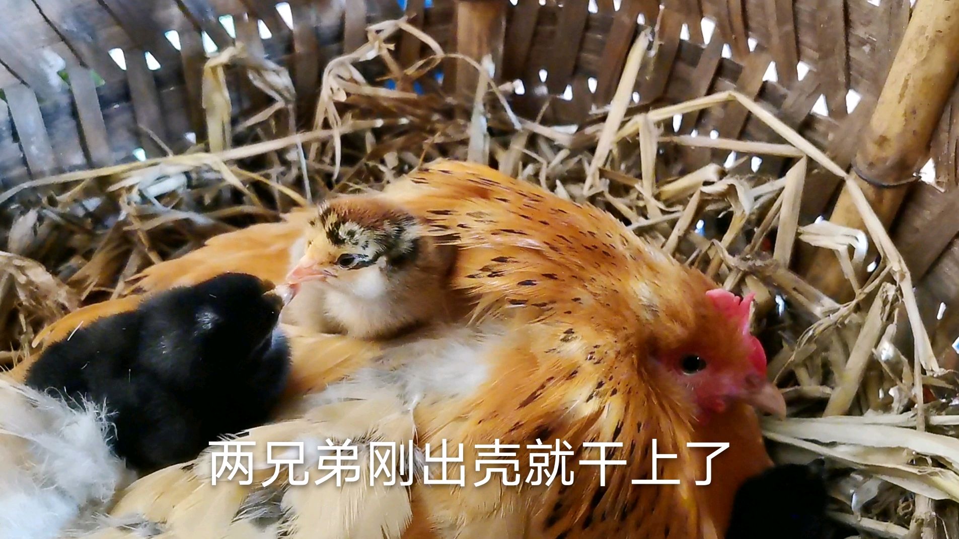 农村母鸡母性爆发,接二连三抱窝孵小鸡,可把主人愁坏了