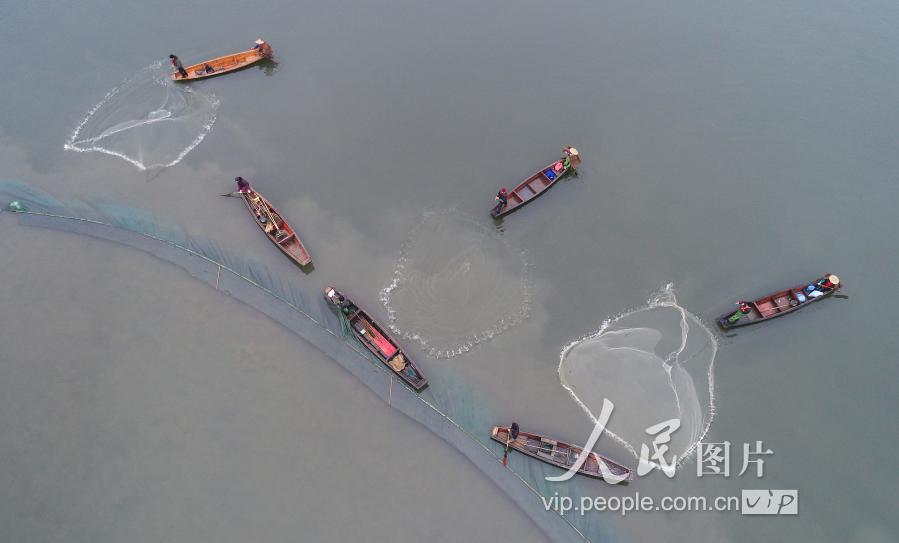 2019年1月6日,浙江省绍兴市上虞区长塘镇康家湖,渔民正在围网捕鱼