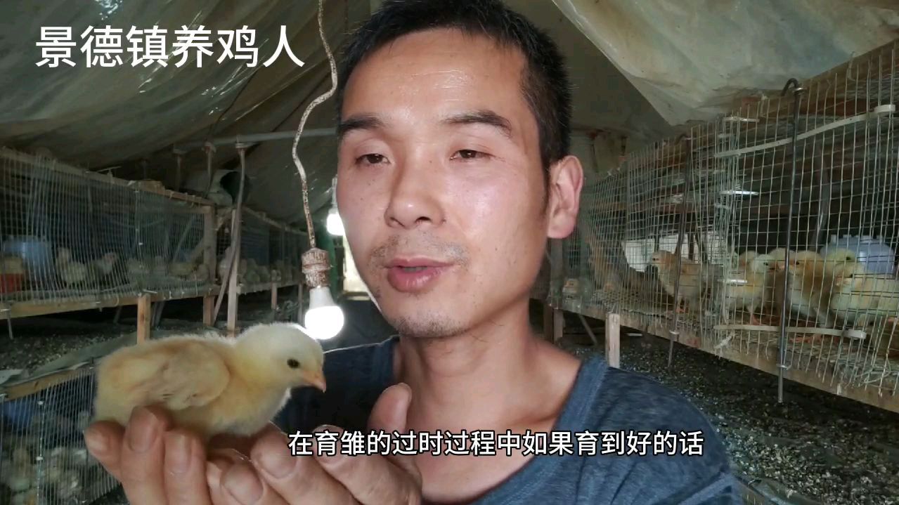 开始育雏鸡了,小鸡给了我一个礼物,有点激动!