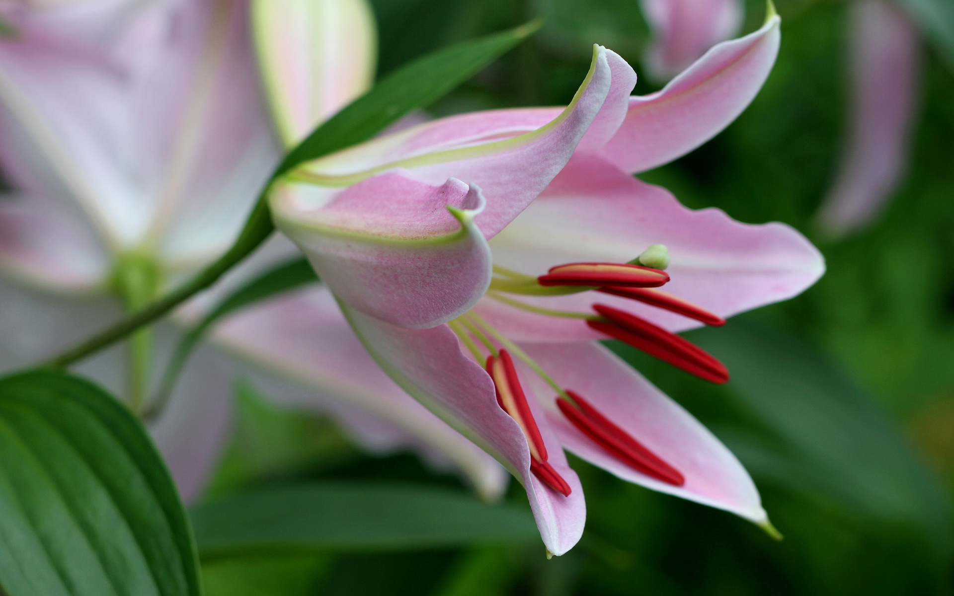 用百合花写心情的句子(用百合花写心情的句子简短)