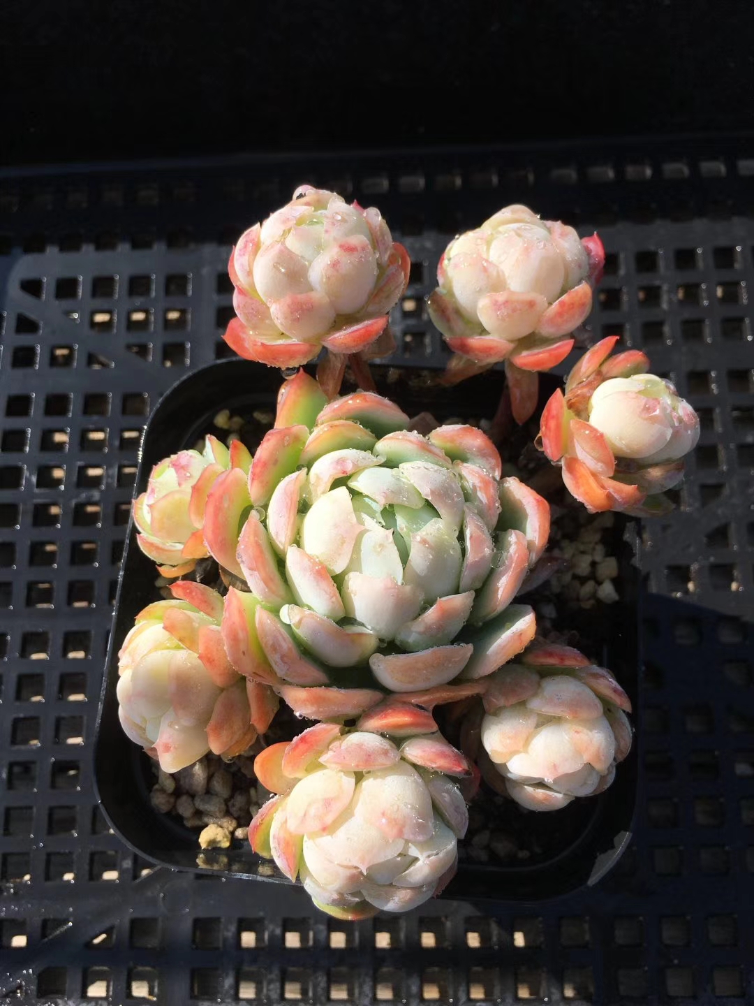 每天认识一种多肉,今天给大家推荐—双子贝瑞