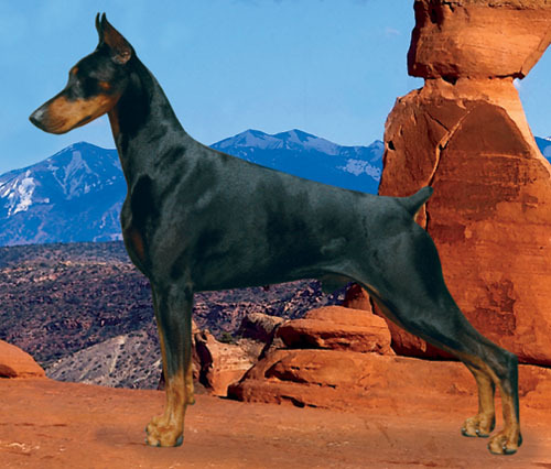 英勇善战的多功能犬一多伯曼犬,暴力的象征!