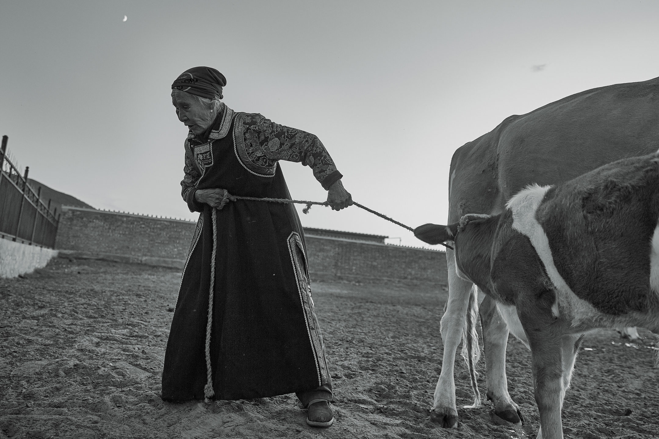 草原额吉的一天