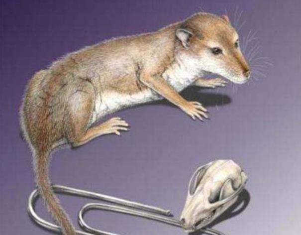 中华曙猿,是生活在4500万年前的高级灵长类,中华曙猿的化石材料仅仅是