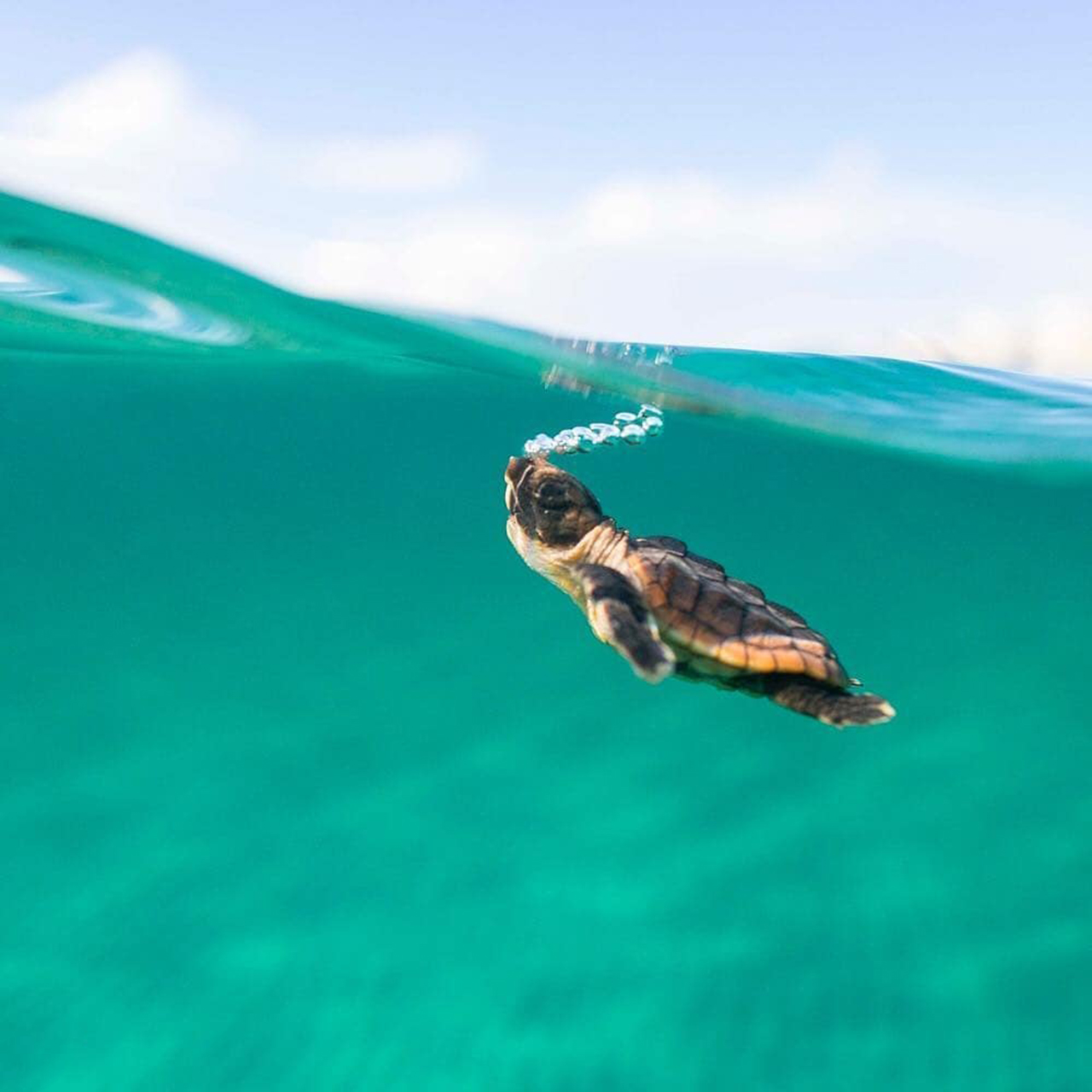 摄影欣赏:大海中的小海龟,"冒泡"的样子超可爱!