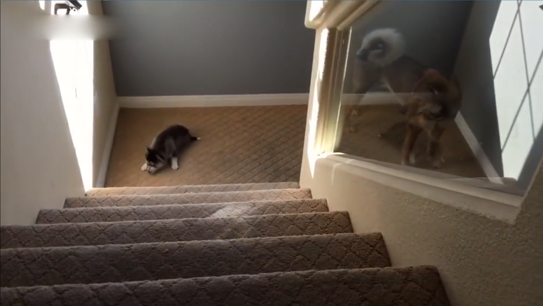 可爱狗狗不会下楼梯,洋相百出让人忍俊不禁