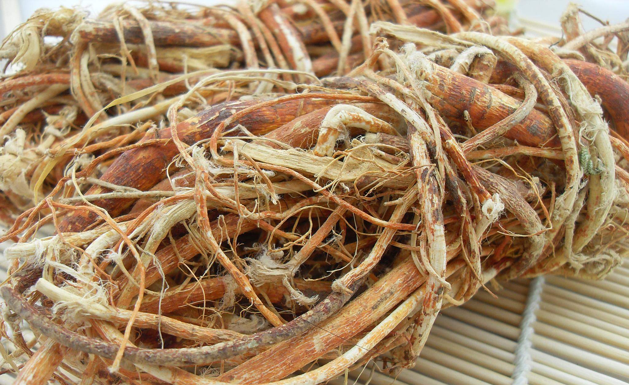 五指毛桃的种植前景,种植的方法,以及它的功效