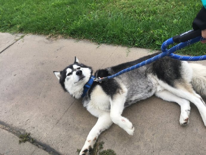 二哈趁主人洗澡,悄悄叼走所有衣物,这货就是想狗肉煲了!